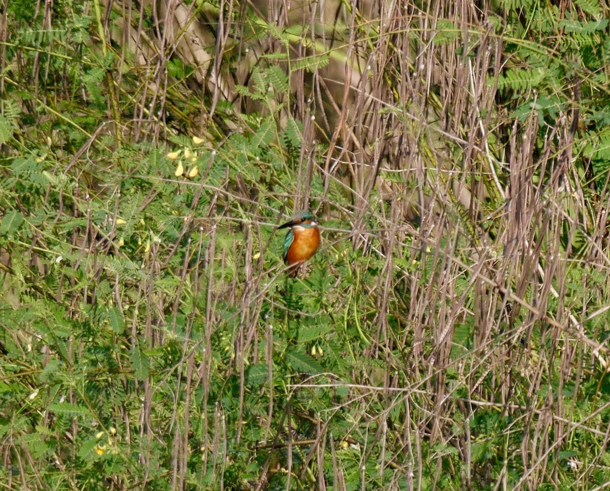 Common Kingfisher (Common) - ML196921371