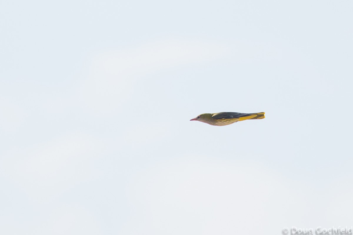 Eurasian Golden Oriole - ML196922461