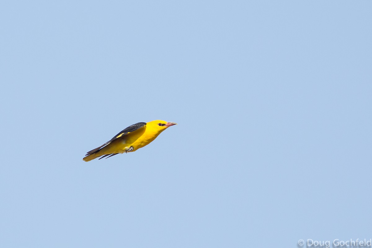 Eurasian Golden Oriole - ML196922471