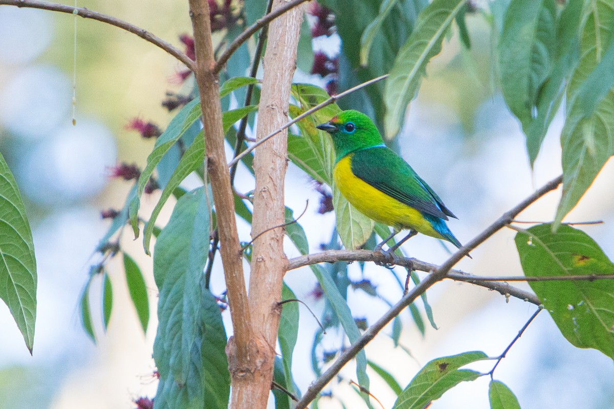 Blue-naped Chlorophonia - ML196922851