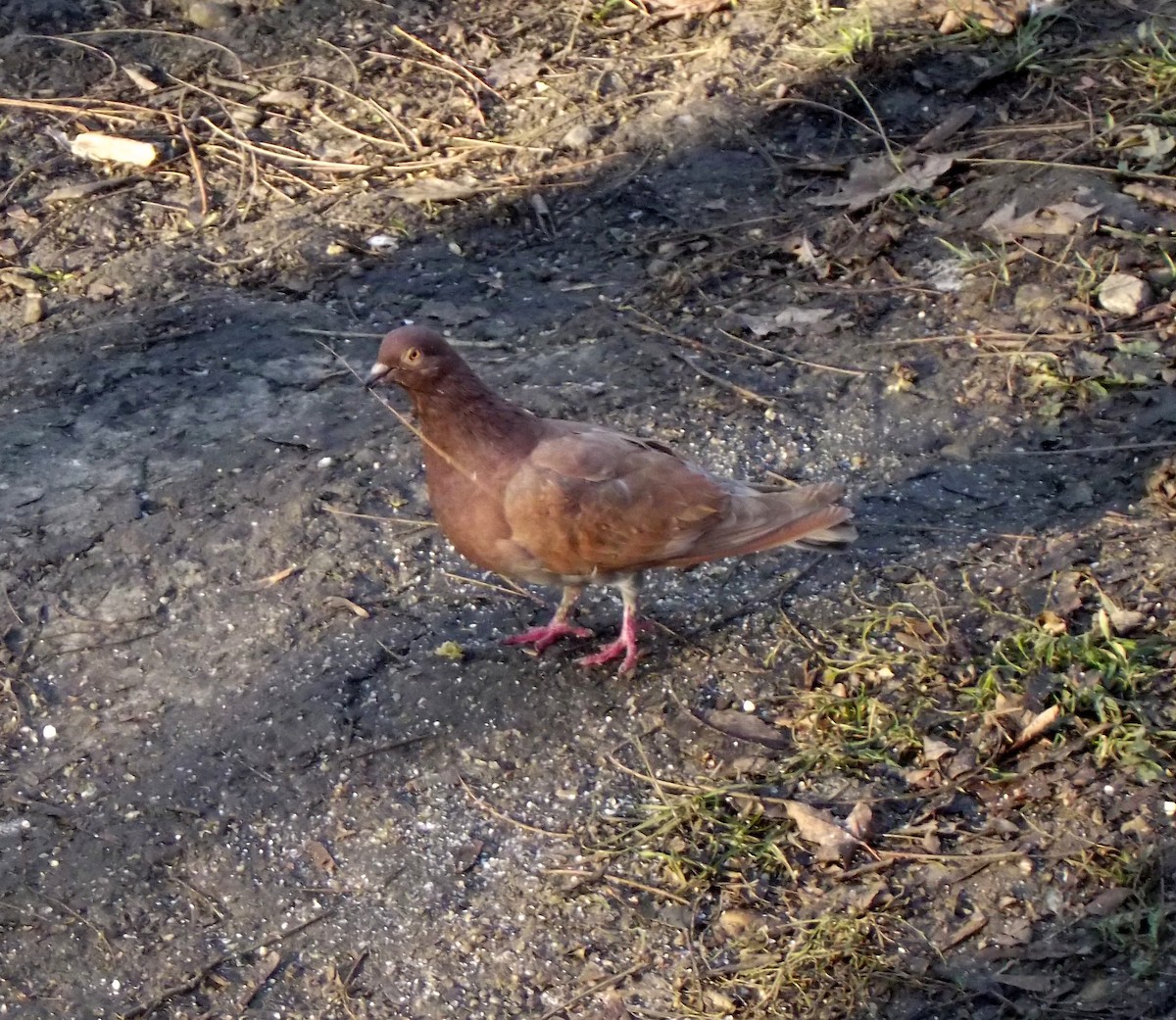 Rock Pigeon (Feral Pigeon) - ML196922931