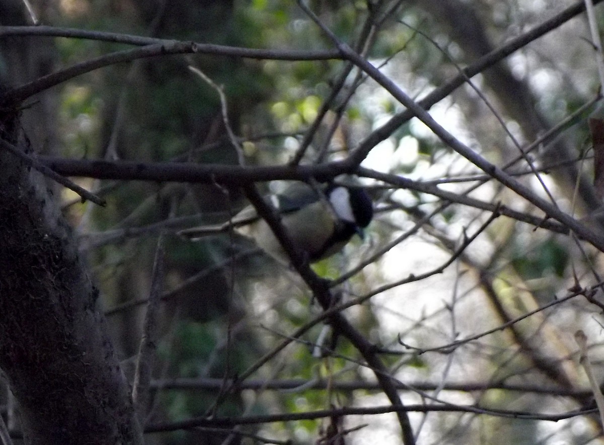 Great Tit - ML196922981