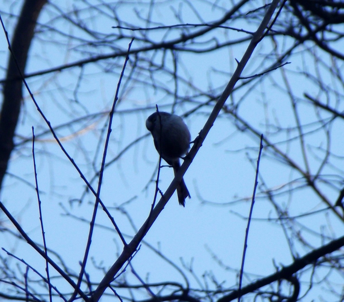 Long-tailed Tit - ML196923111