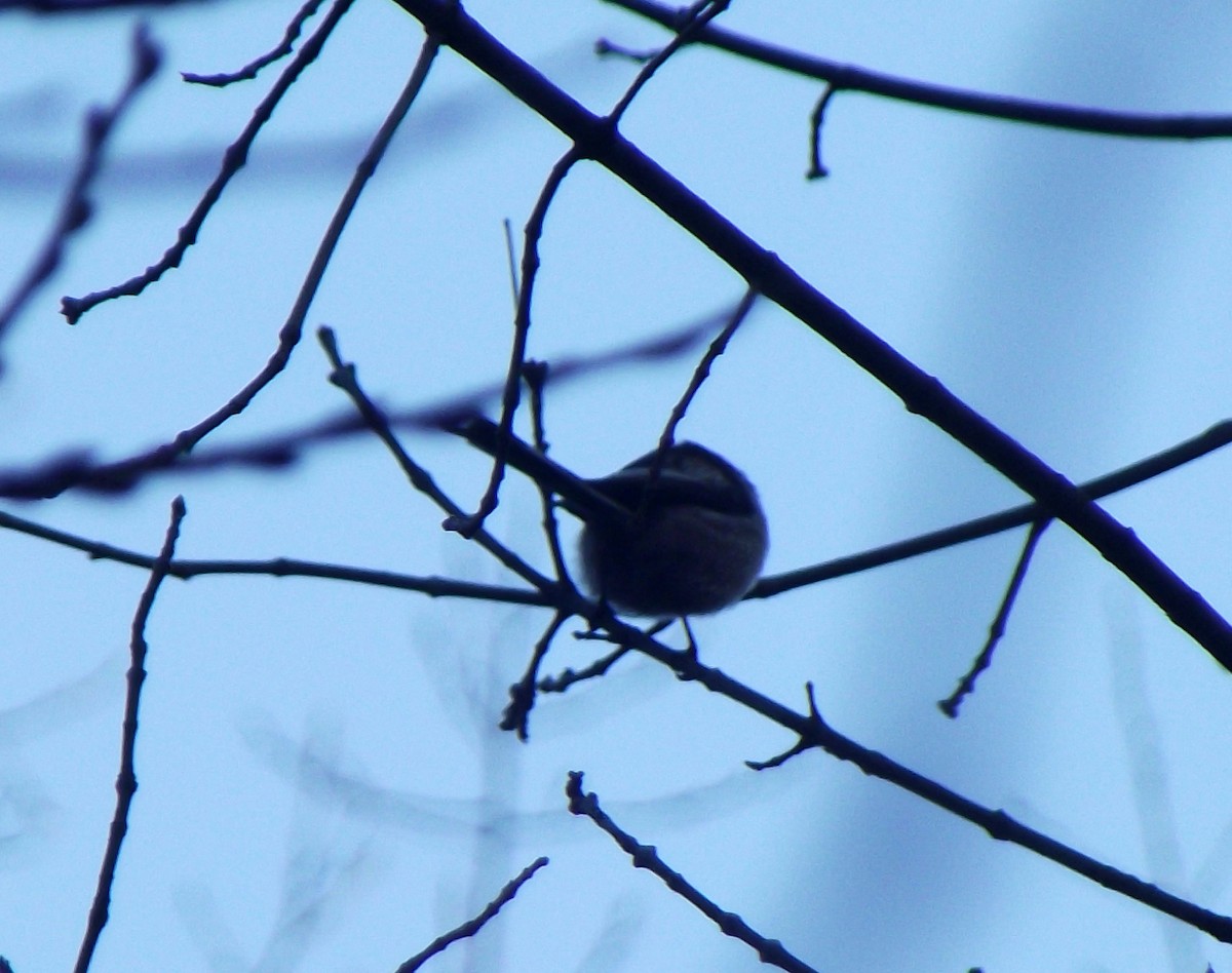 Long-tailed Tit - ML196923121