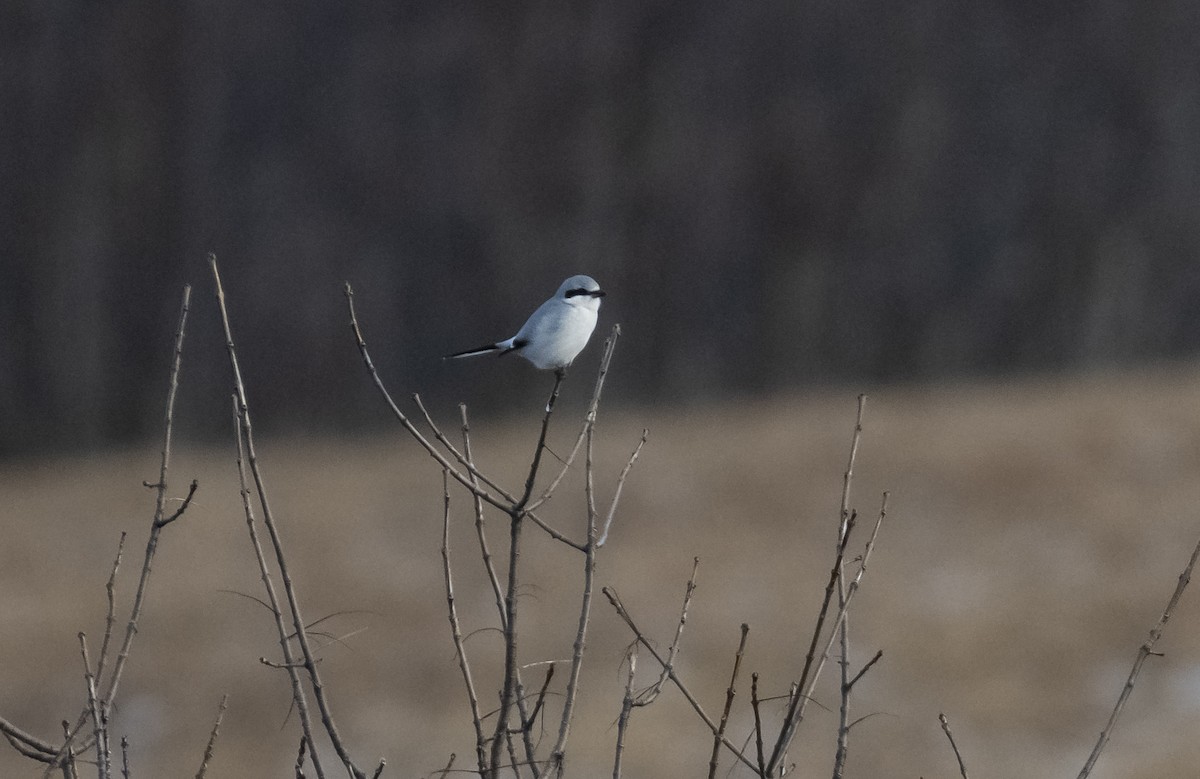 Northern Shrike - ML196923191