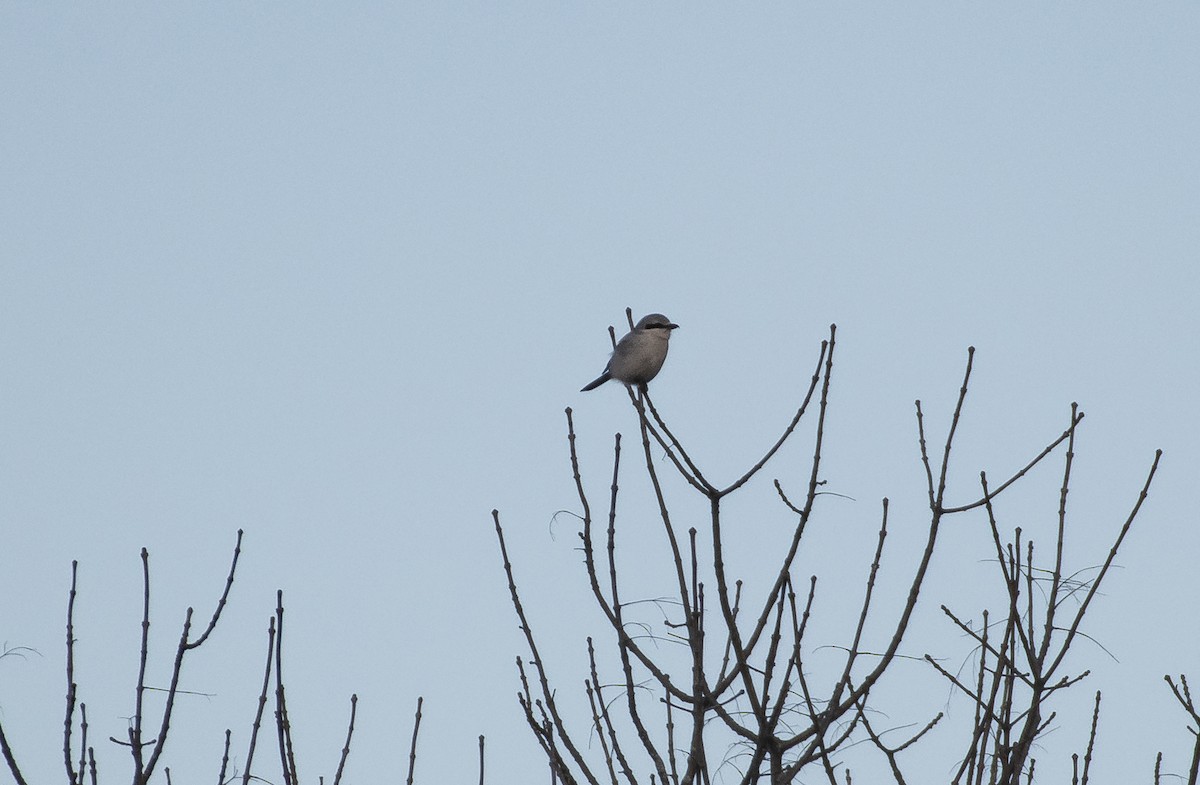 Northern Shrike - ML196923211