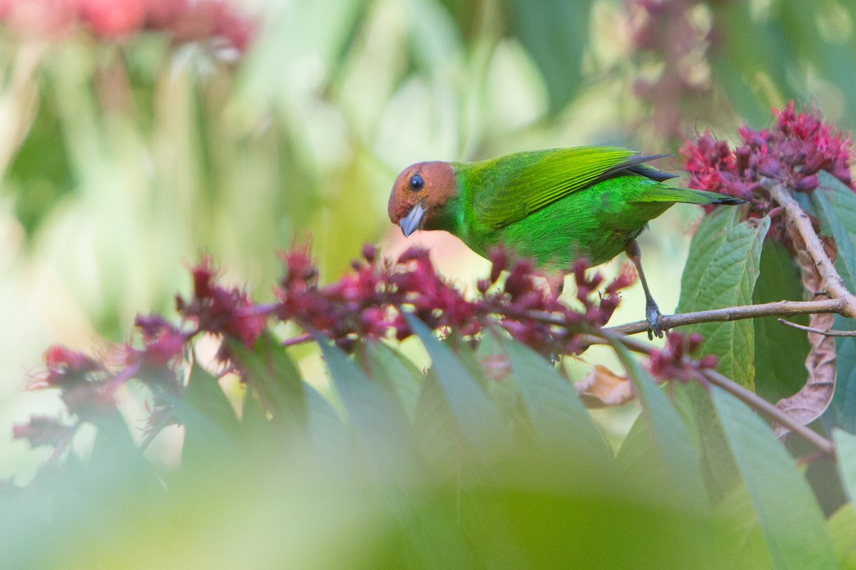 Bay-headed Tanager - ML196923221