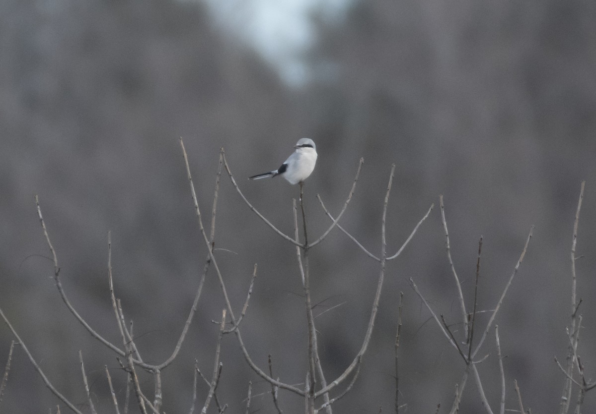 Northern Shrike - ML196923231