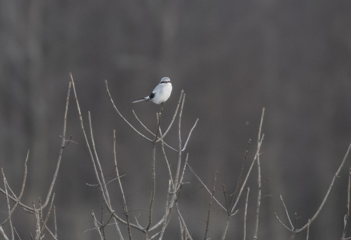 Northern Shrike - ML196923251