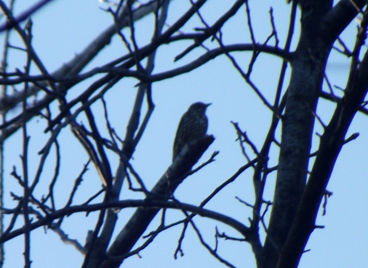 Mistle Thrush - ML196923271