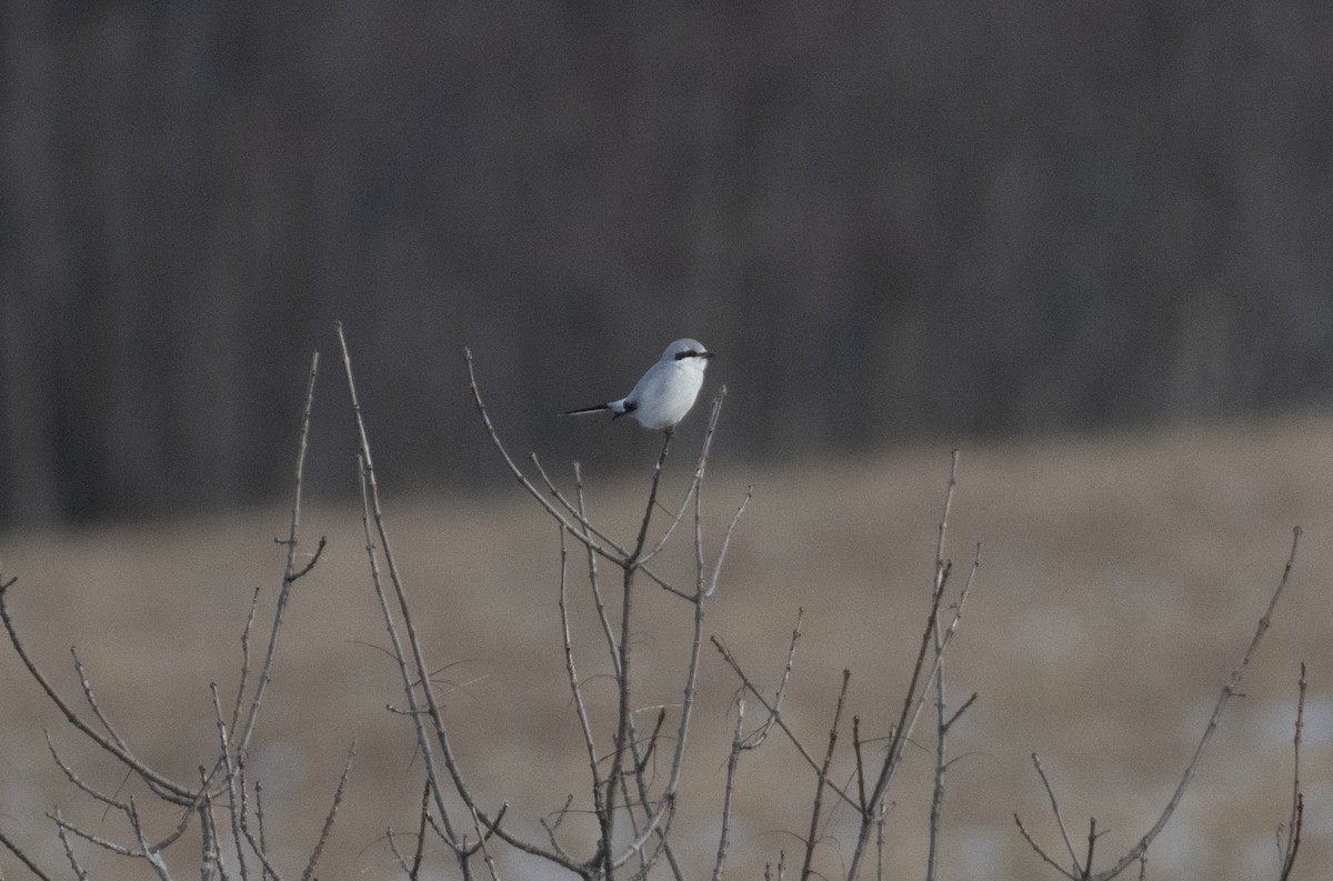 Northern Shrike - ML196923291