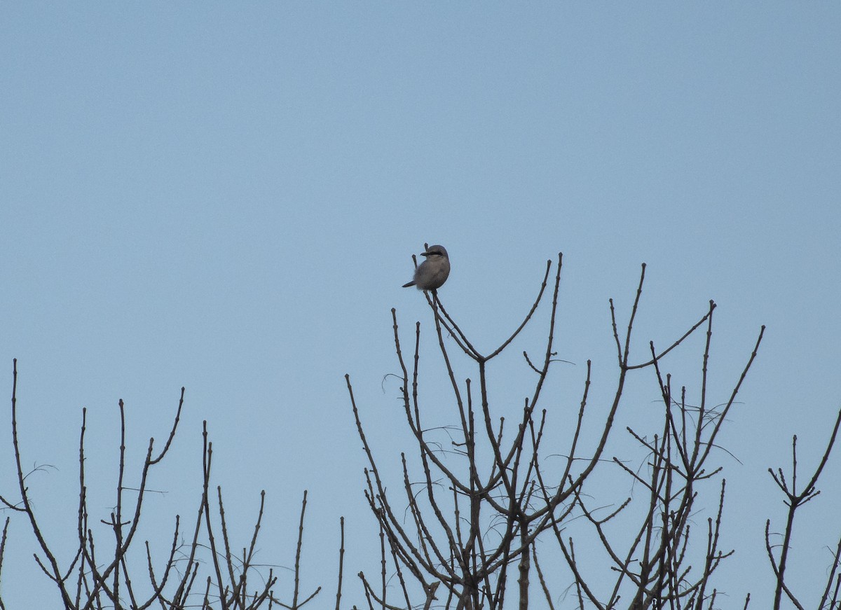 Northern Shrike - ML196923311