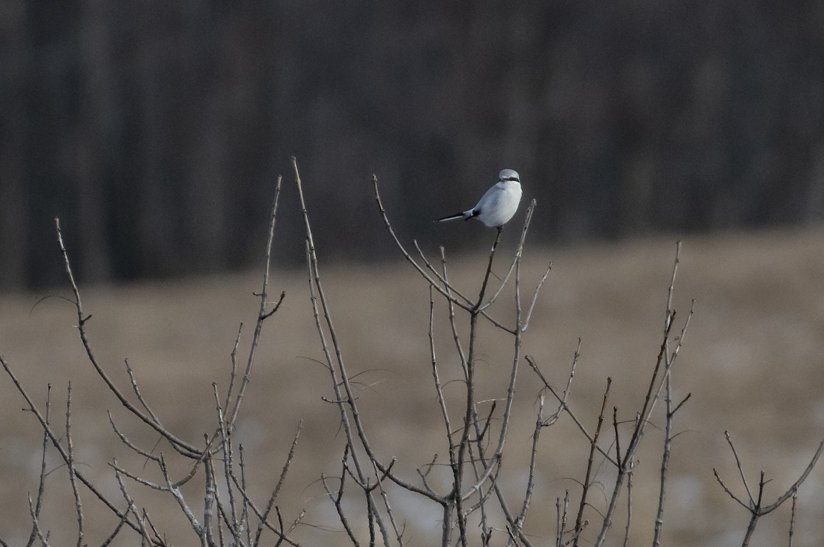 Northern Shrike - ML196923351