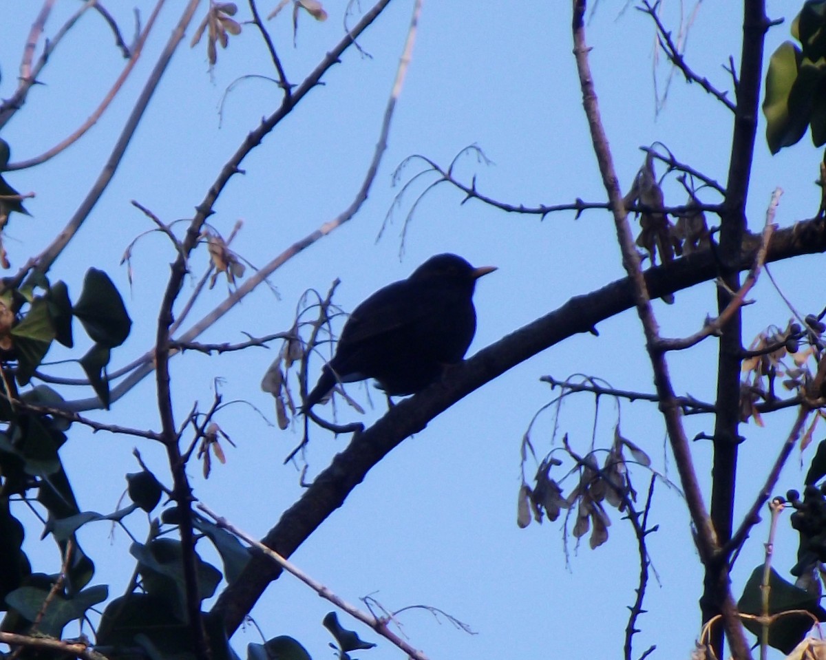 Eurasian Blackbird - ML196923371