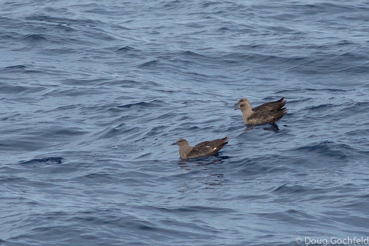 South Polar Skua - ML196923651