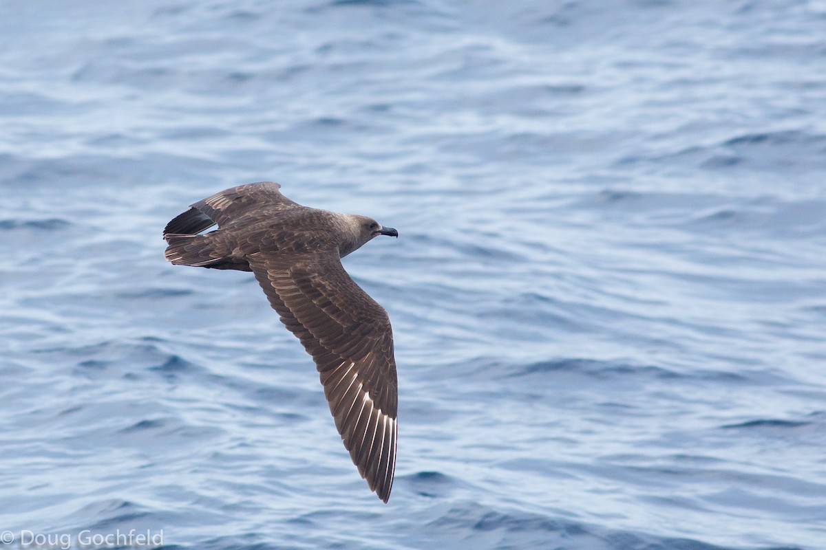 South Polar Skua - Doug Gochfeld