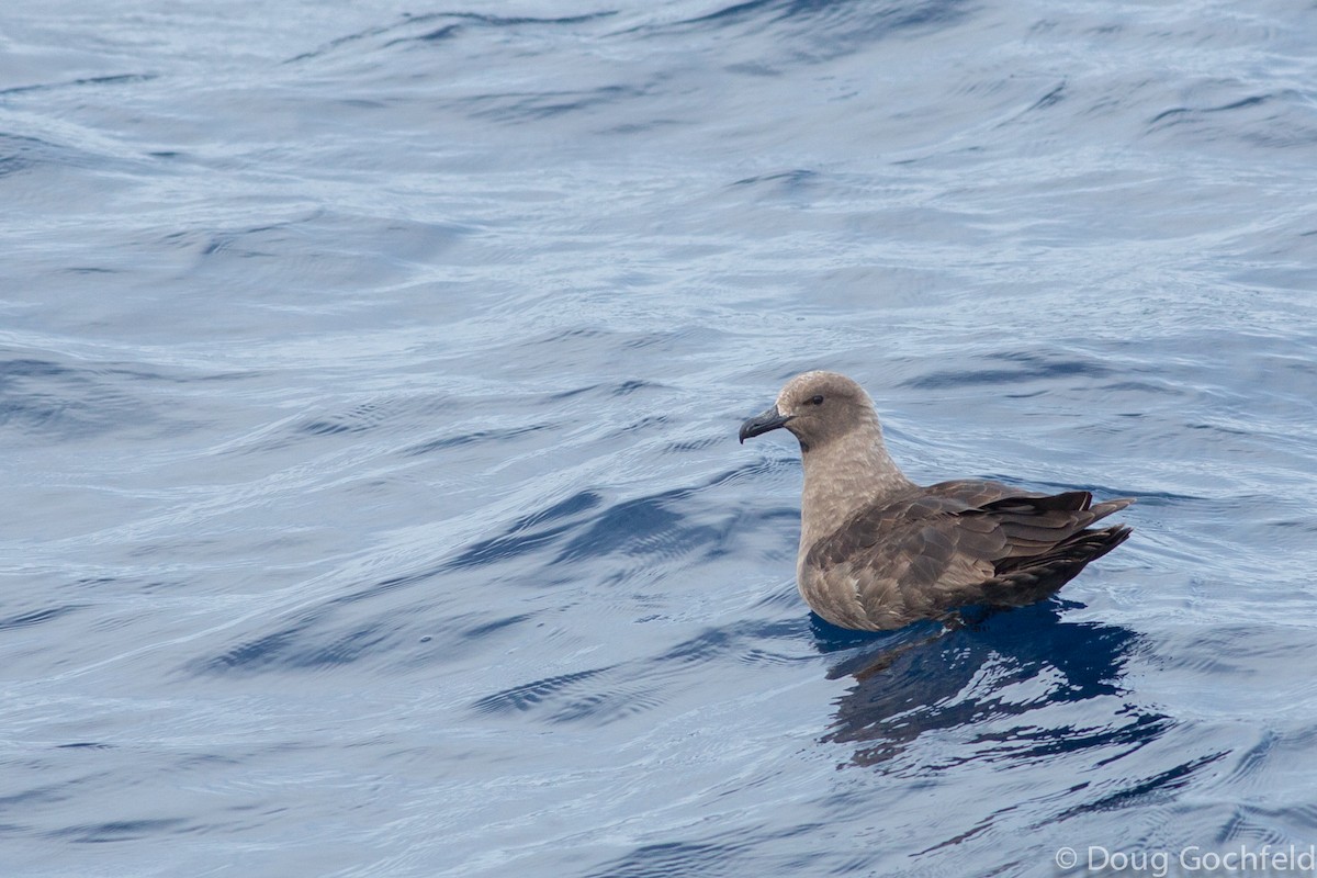 South Polar Skua - ML196923891