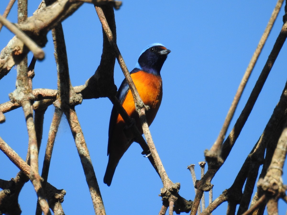 Elegant Euphonia - Oscar Suazo Ortega