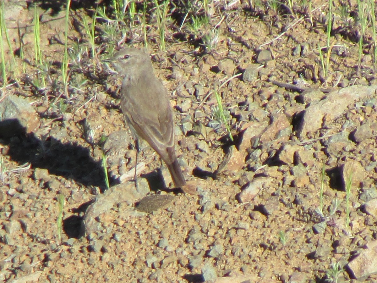 Spot-billed Ground-Tyrant - ML196925101