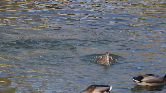 American Wigeon x Mallard (hybrid) - ML196926871