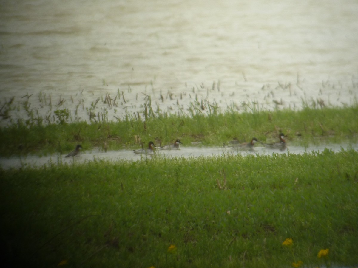 Red-necked Phalarope - ML196927891