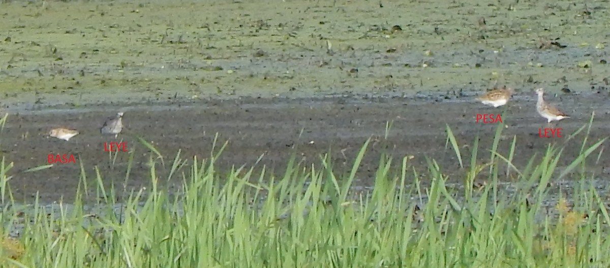 Baird's Sandpiper - ML196928401