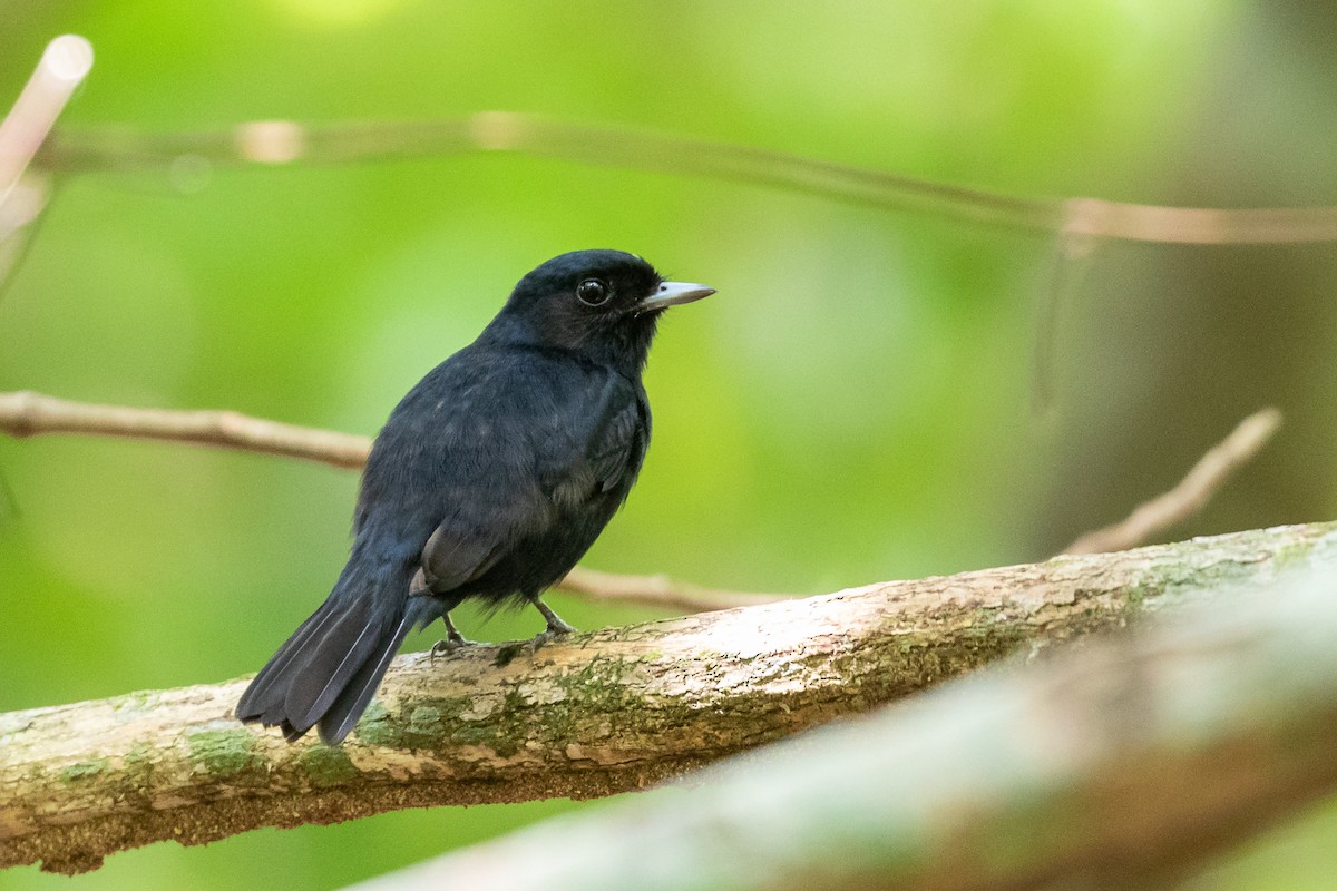 Amazonian Black-Tyrant - Rob Felix