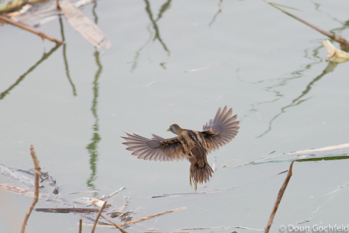 Little Crake - Doug Gochfeld