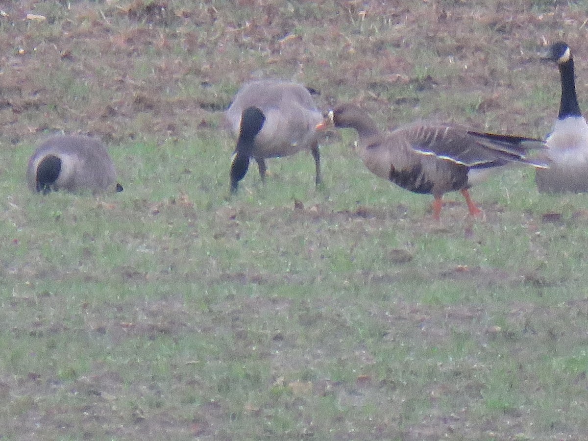 Greater White-fronted Goose - ML196931401
