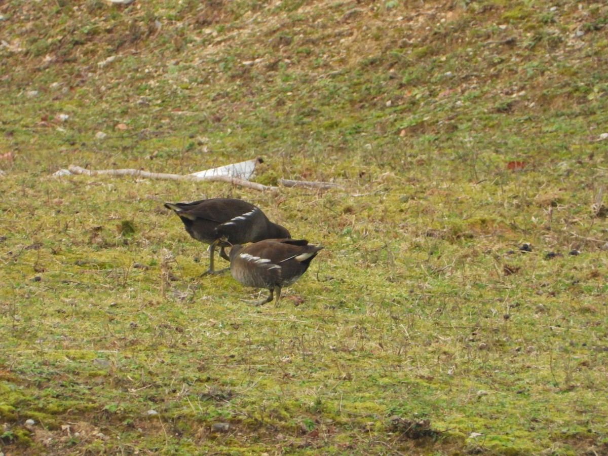 Eurasian Moorhen - ML196932101