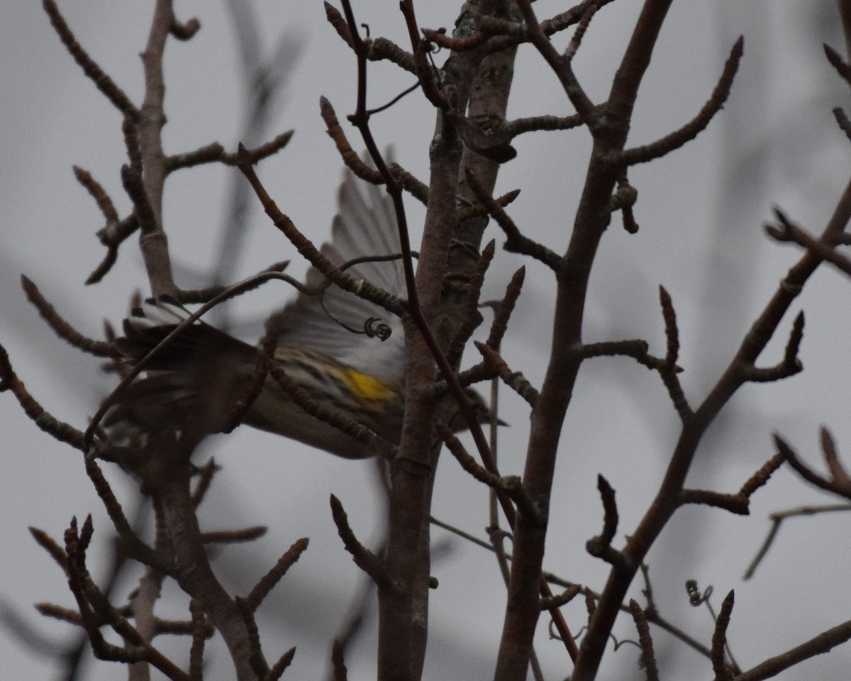 Yellow-rumped Warbler - ML196933031