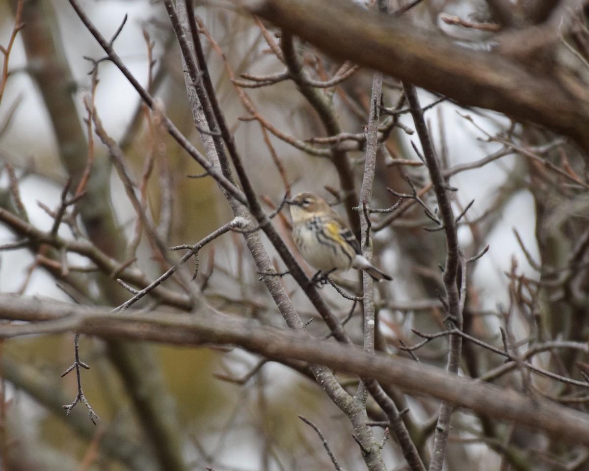 Yellow-rumped Warbler - ML196933161