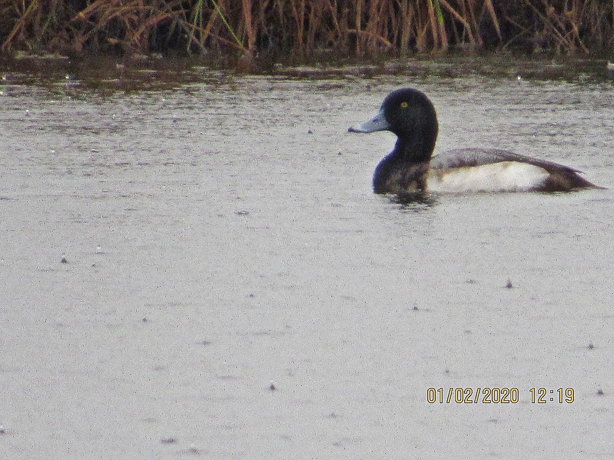 Greater Scaup - ML196934601
