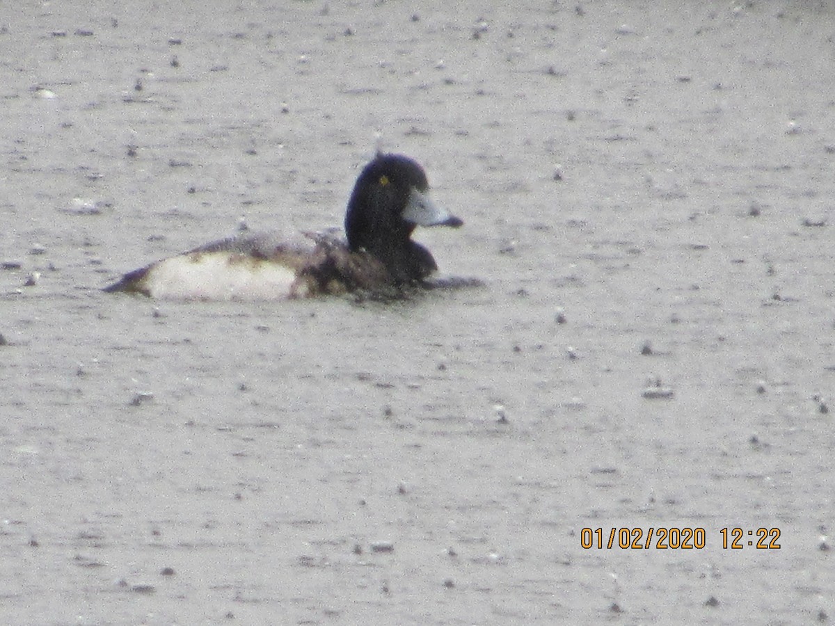 Greater Scaup - ML196934691