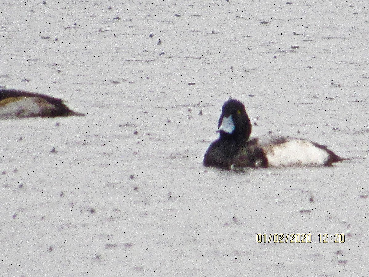 Greater Scaup - John Dillon