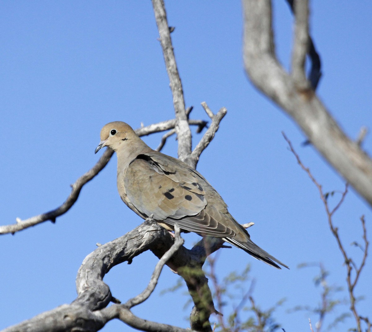 Mourning Dove - ML196935031