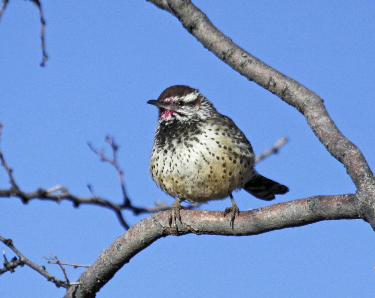 Cactus Wren - ML196935861