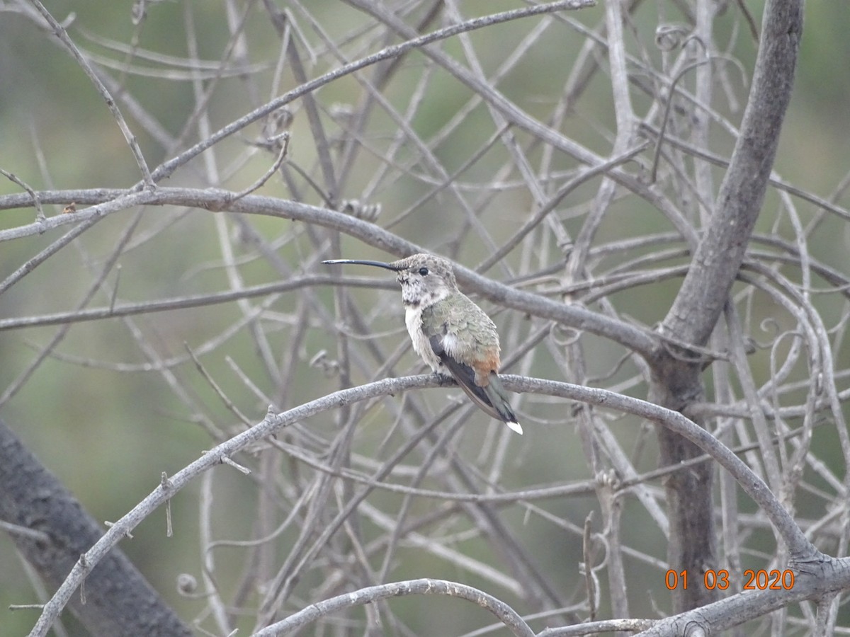 Oasis Hummingbird - ML196936171