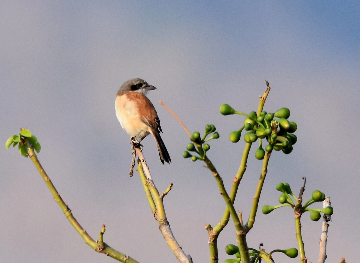 Burmese Shrike - Lukasz Pulawski