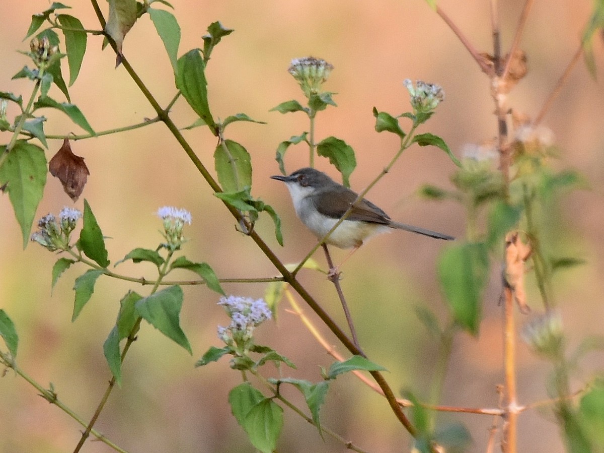 Gray-breasted Prinia - ML196937931