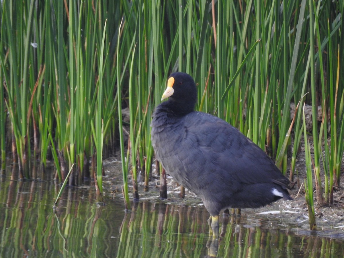 White-winged Coot - ML196940581