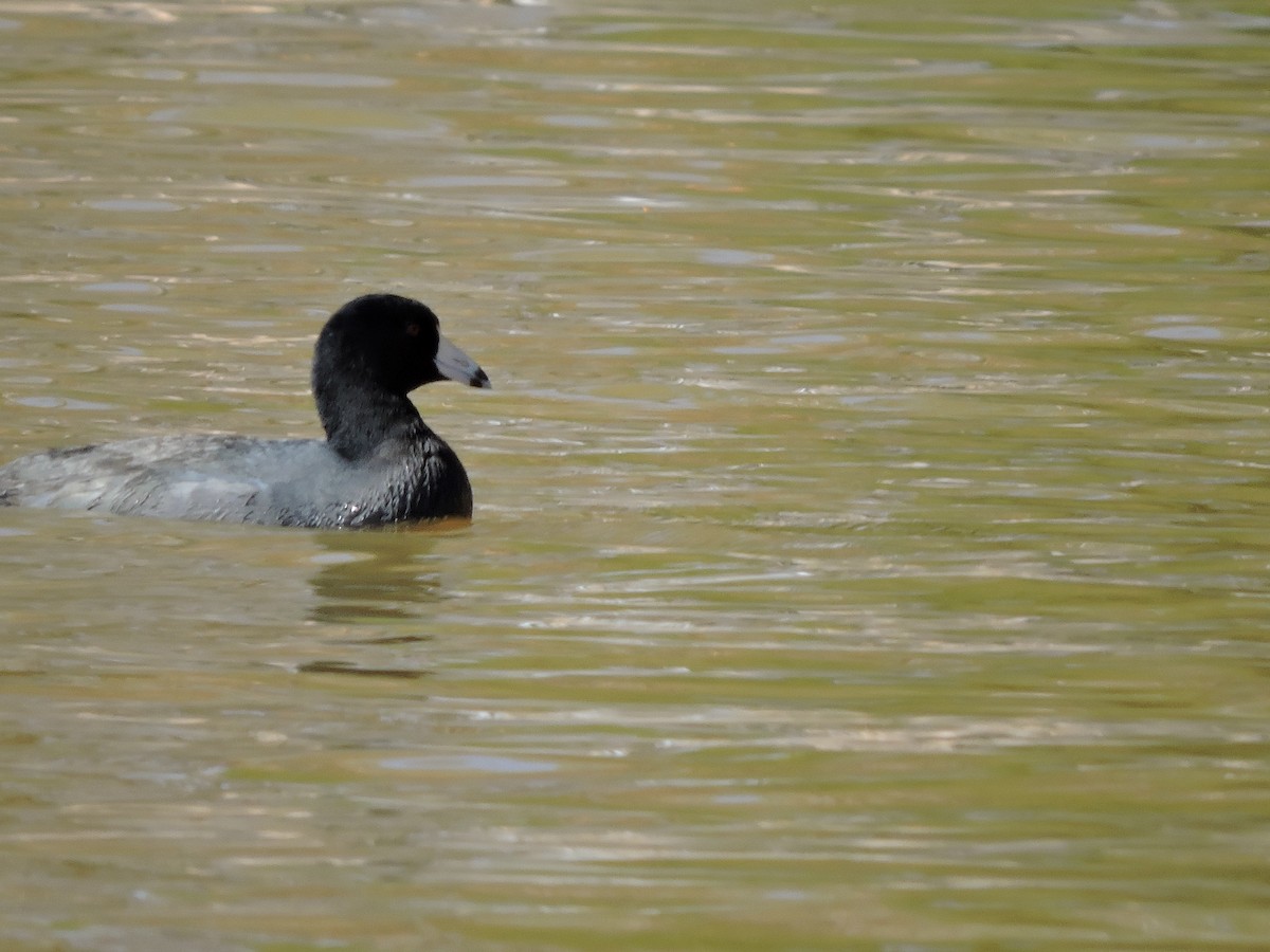 American Coot - ML196940821