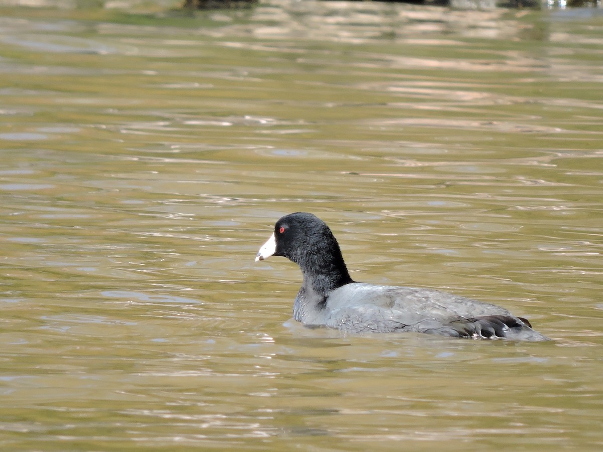 American Coot - ML196940841