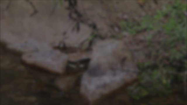 Solitary Snipe - ML196940851