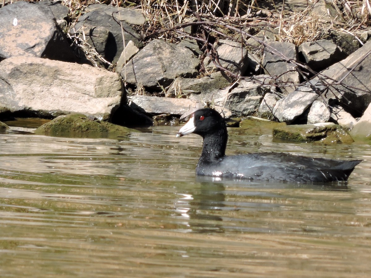 American Coot - ML196940951