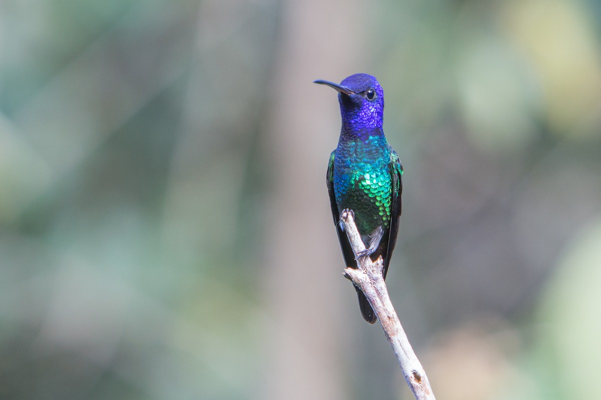 gyllenhalekolibri - ML196941841