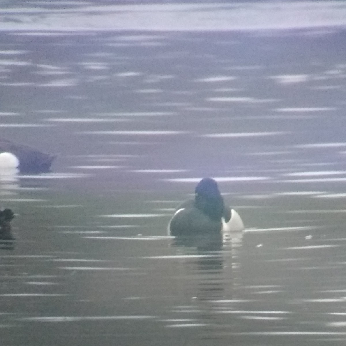 Ring-necked Duck - ML196941871