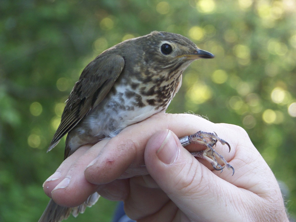 Swainson's Thrush - ML196943981