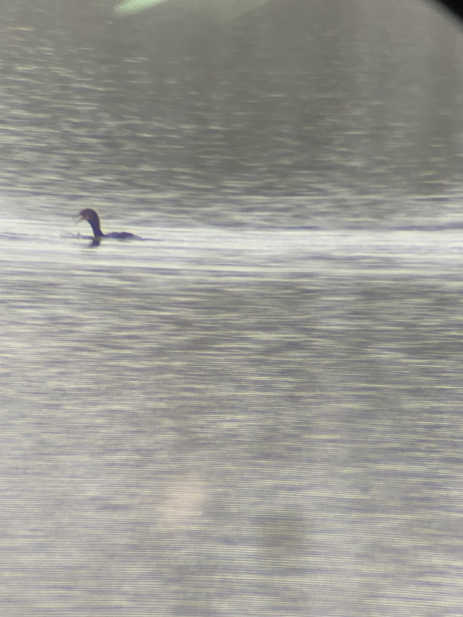 Double-crested Cormorant - ML196945771