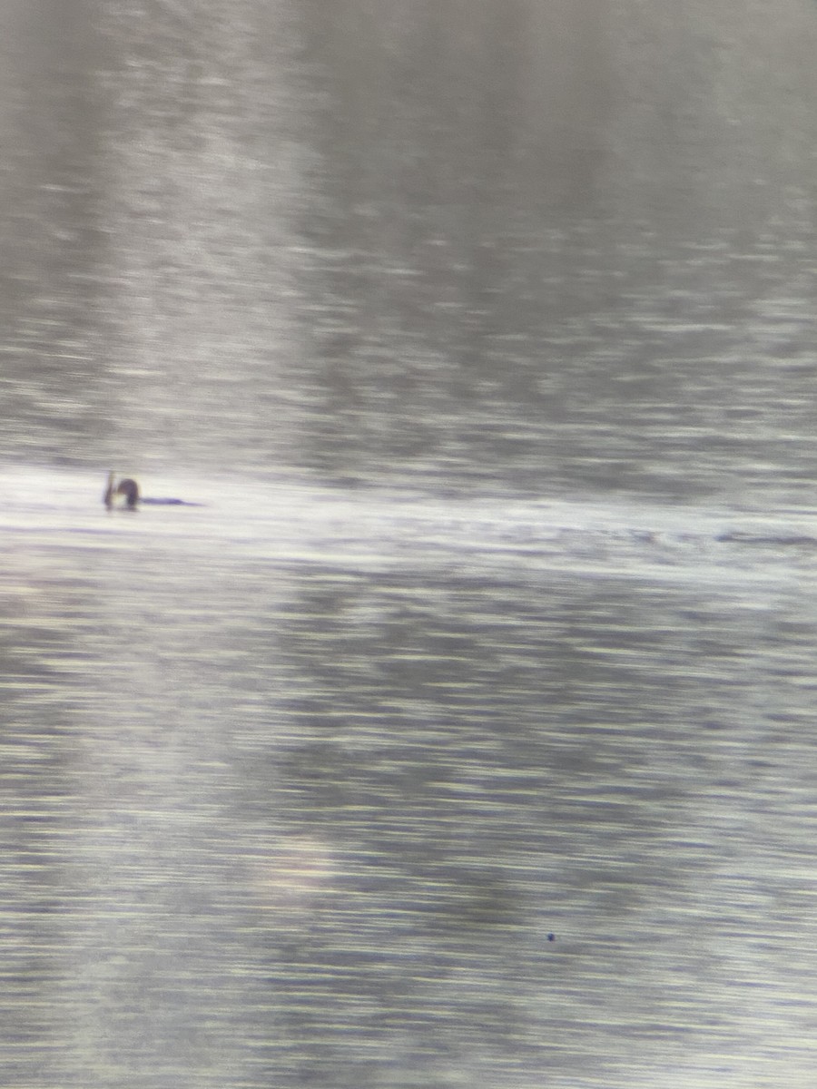 Double-crested Cormorant - ML196945821